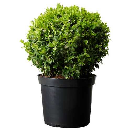 BUXUS SEMPERVIRENS Растение в горшке IKEA